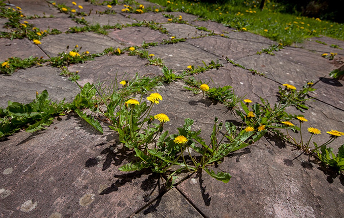 Salzwasser auf dem Balkon: Wie Gärtner Unkraut natürlich bekämpfen - image 2