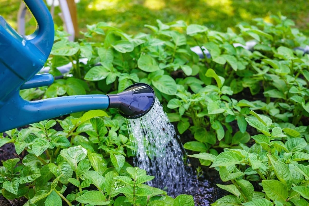 Salzwasser für deine Pflanzen: Das überraschende Wachstums-Geheimnis - image 1