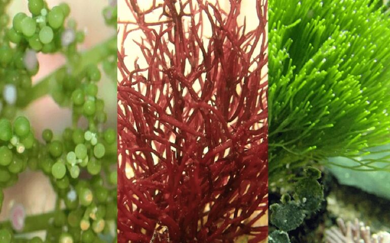 Salzwasser im Blumenkübel – So halten Ihre Pflanzen doppelt so lange