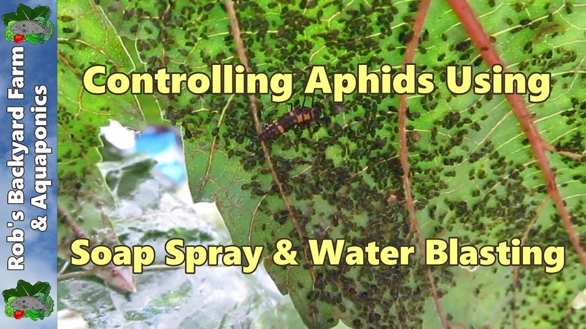 Seifenreste in der Sprühflasche – wie Sie Blattläuse ohne Gift vernichten