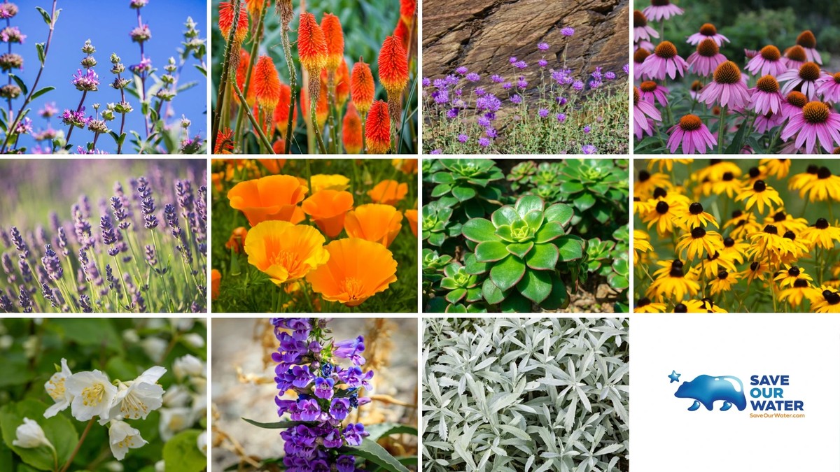 Zeitungspapier unterm Blumenkübel spart 40% Gießwasser - image 2