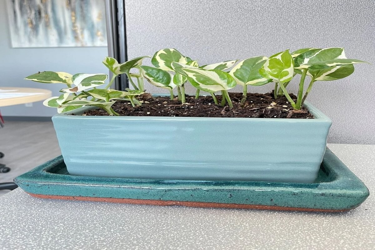 Zeitungspapier unter den Blumentopf – der vergessene Trick gegen Staunässe - image 2