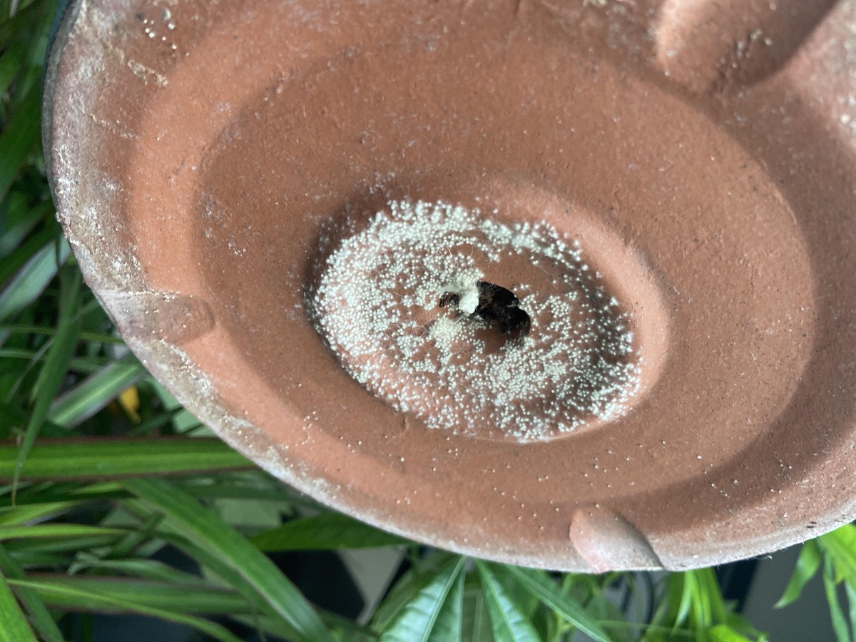 Zeitung unter den Blumentopf: Wie Sie Schimmel dauerhaft stoppen - image 1