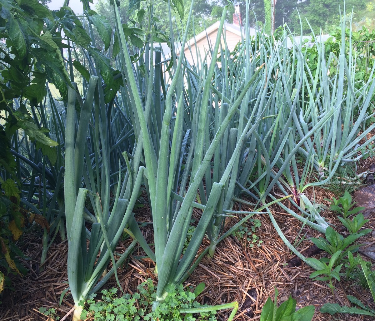 Zwiebel in der Erde: Warum Profi-Gärtner das machen - image 2