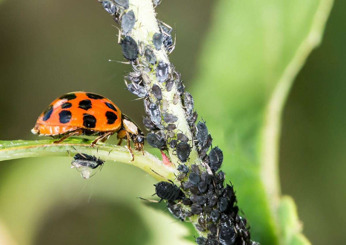 Zwiebelsaft gegen Blattläuse im Garten – das Geheimnis alter Gärtner - image 2