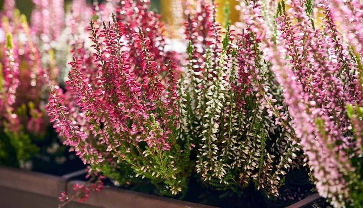 Backpulver auf dem Balkon: Warum Gärtner es vor Schneefall streuen - image 1