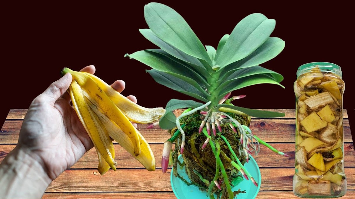 Bananenschalen für die Orchidee: Der Gärtnersgeheimnis, das funktioniert - image 1
