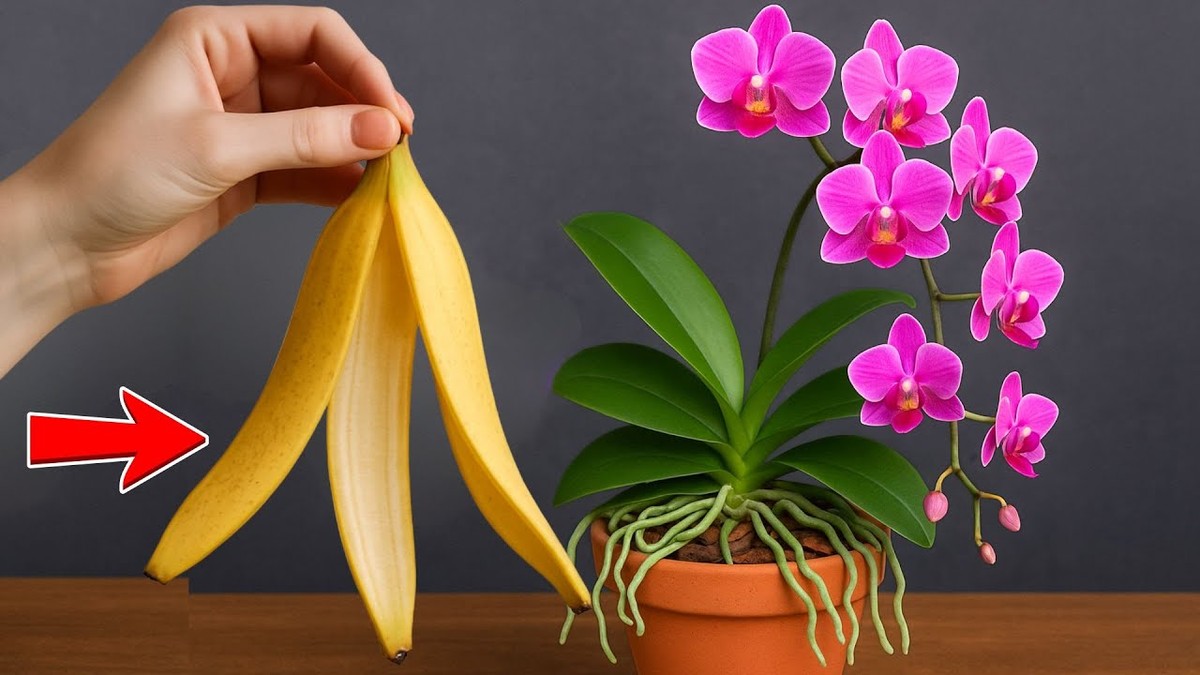 Bananenschalen für die Orchidee: Der Gärtnersgeheimnis, das funktioniert - image 2