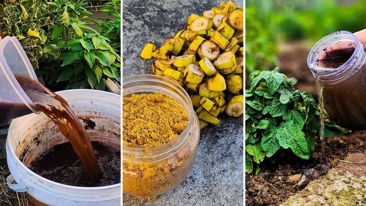 Bananenschalen im Blumentopf: Was Profigärtner damit bezwecken - image 2