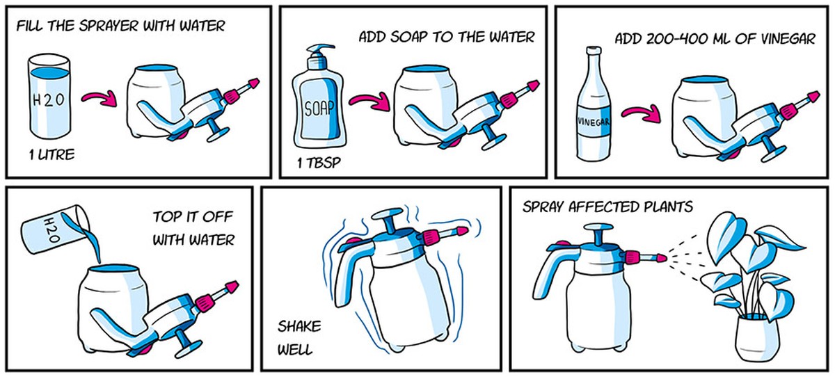 Essig und Bananenschale gegen Blattläuse: Das Geheimnis der Bio-Gärtner - image 1