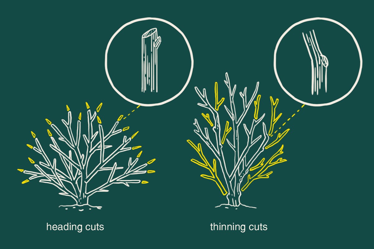 Gärtner gestehen: Der beste Zeitpunkt zum Schneiden ist nicht, wenn Sie denken - image 1