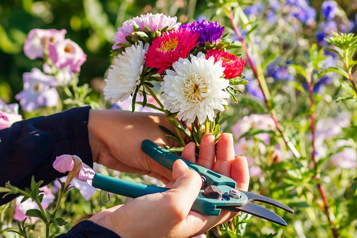 Gärtner schwören auf eine Prise Zucker beim Schnittblumen-Wasser – hier ist warum