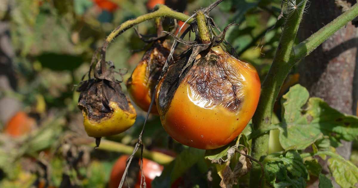 Gärtner verraten: Darum pflanzen Sie Tomaten niemals neben Kartoffeln - image 1