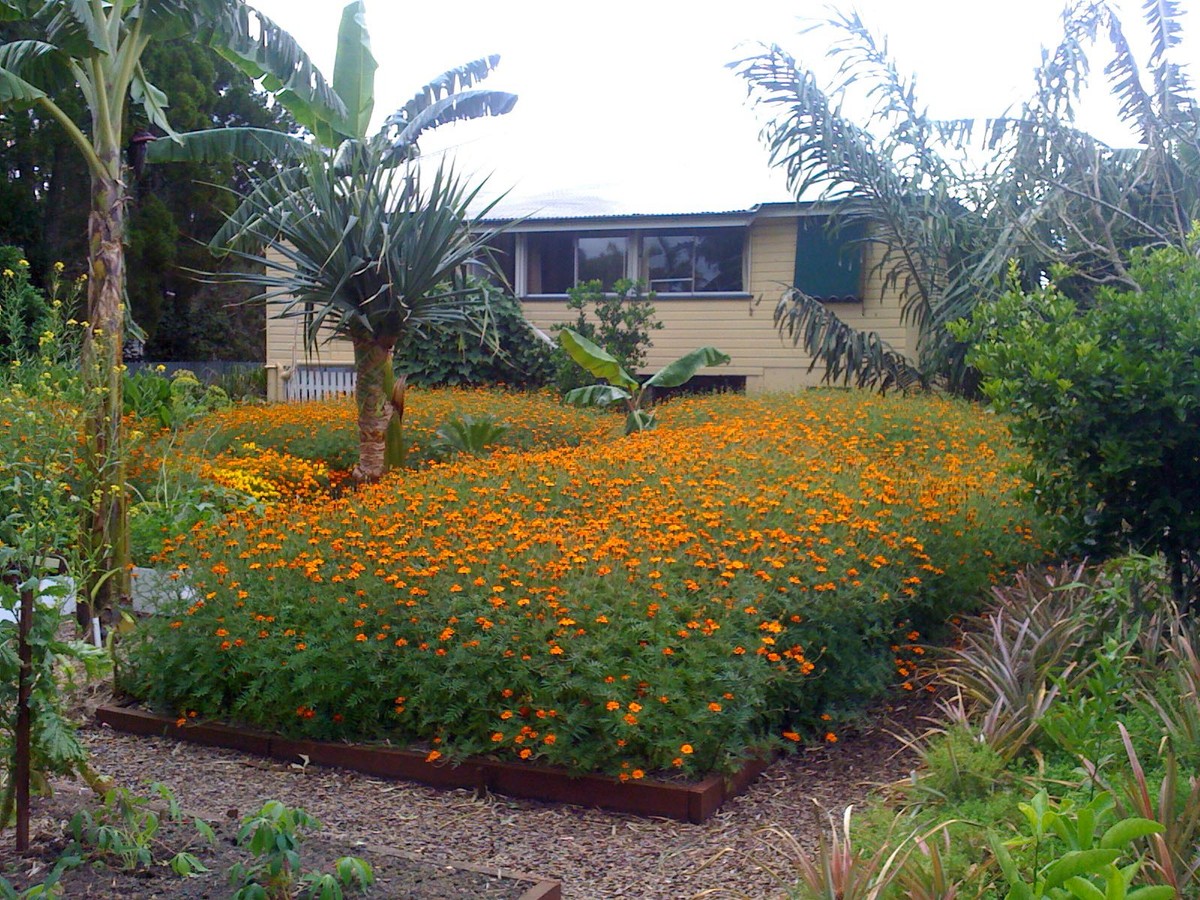 Gärtner verraten: Diese eine Pflanze tötet Ungeziefer im Gemüsegarten ab - image 1