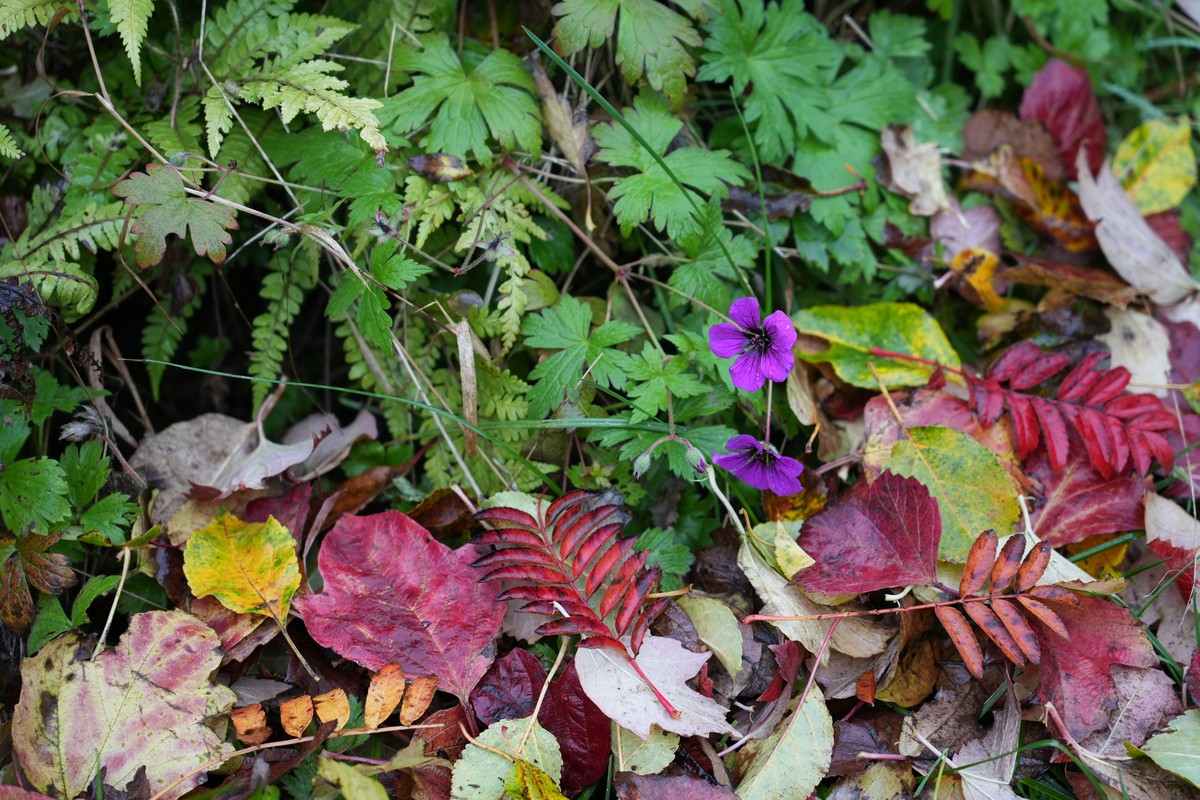 Gärtner verraten: Warum Sie Laub NICHT komplett entfernen sollten - image 2