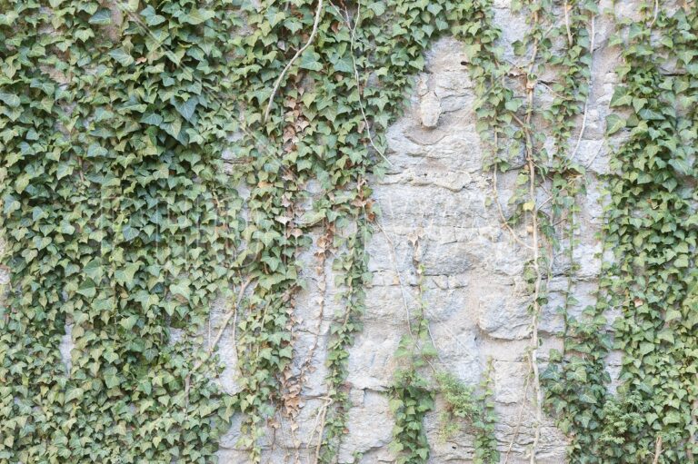 Gärtner warnen: Diese Zimmerpflanze zerstört Ihre Mauerwerk