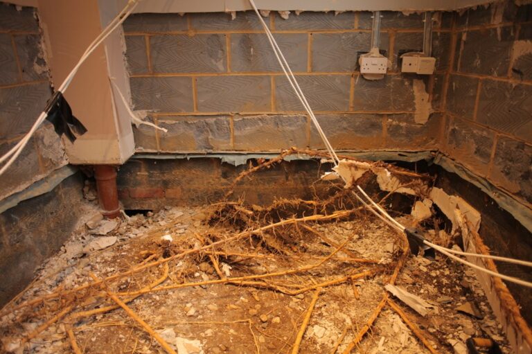 Gärtner warnen: Diese Pflanze zerstört dein Fundament in 5 Jahren