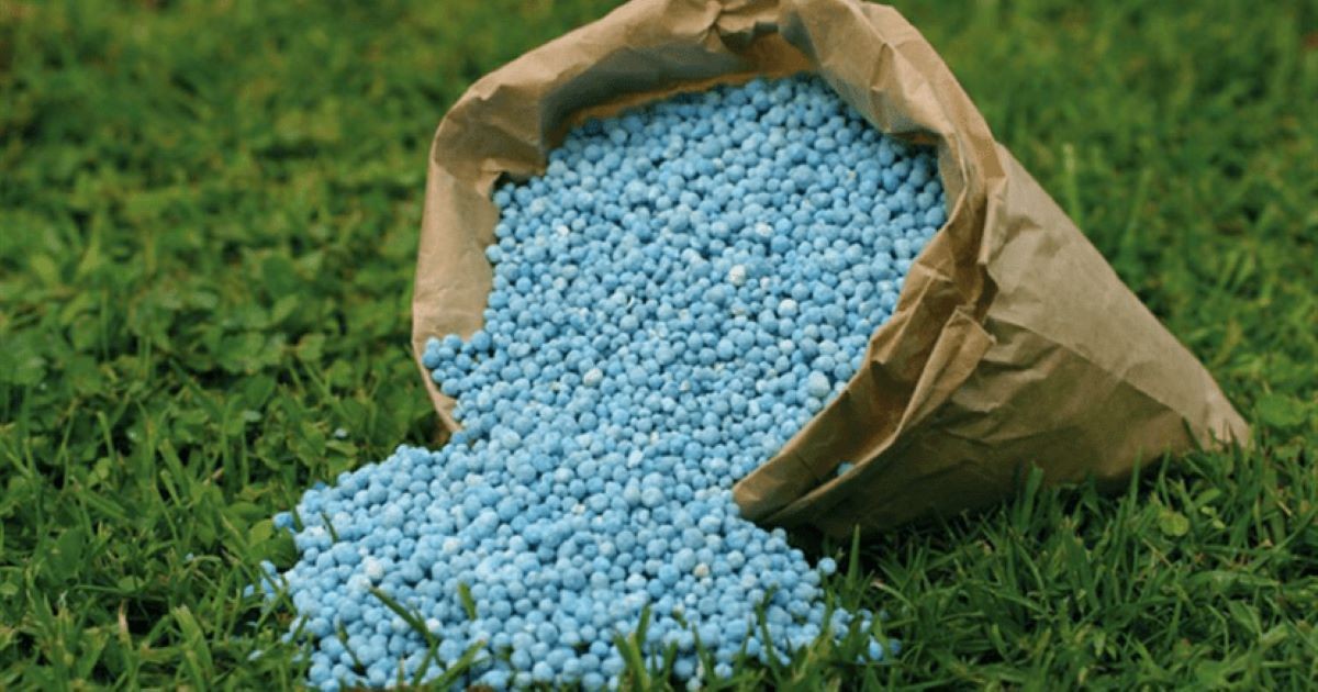 Gärtner warnen: Diesen Dünger nie auf nasse Erde streuen - image 1