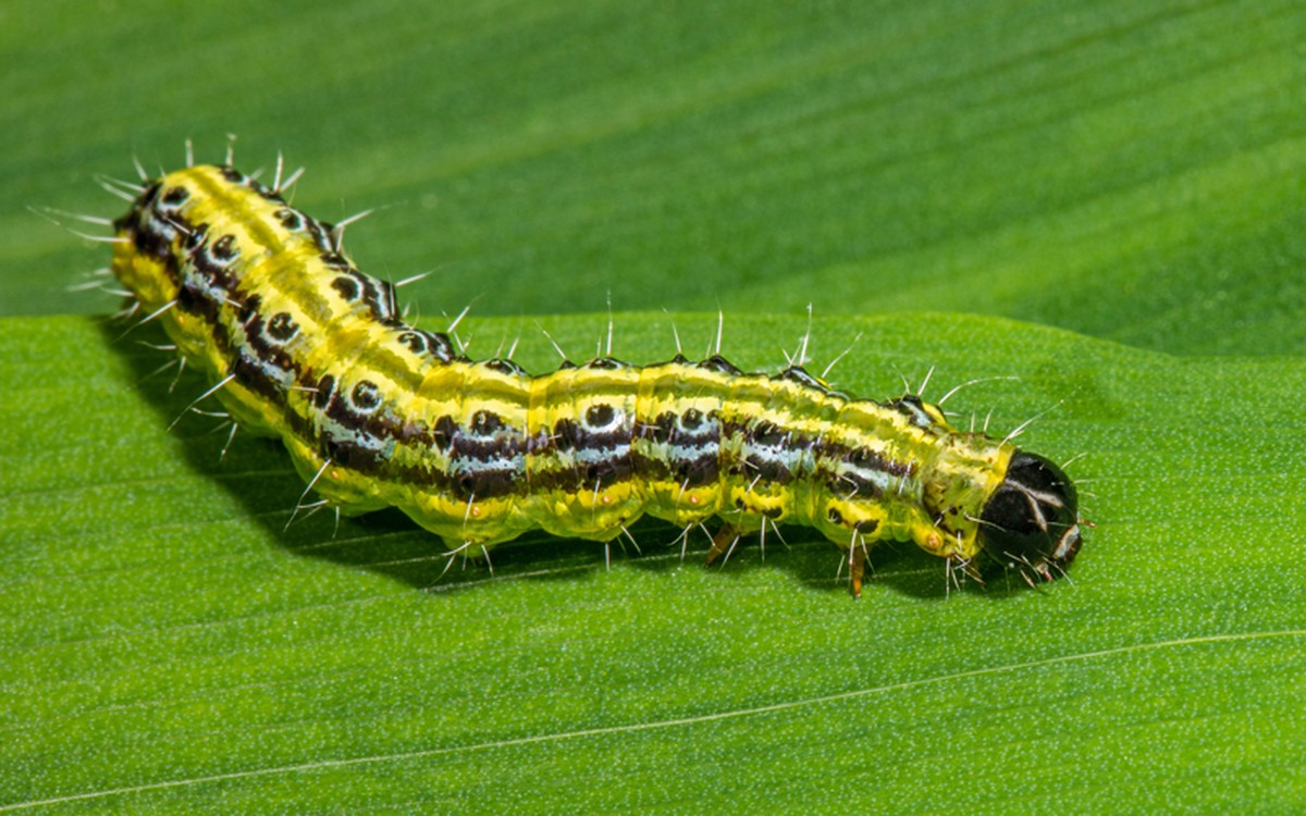 Gärtner warnen: Diese eine Pflanze zieht Ungeziefer magisch an - image 1