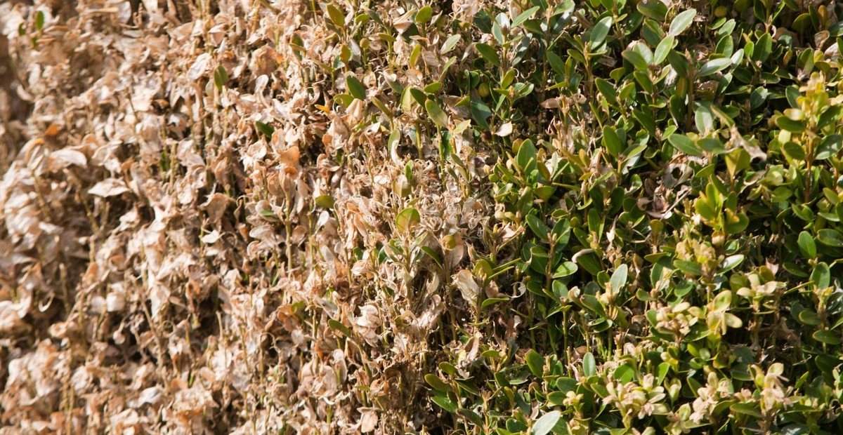 Gärtner warnen: Diese eine Pflanze zieht Ungeziefer magisch an - image 2