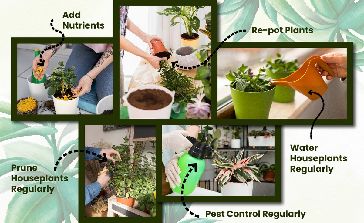 Gärtner warnen: Diese eine Gießtechnik ruiniert 80% aller Topfpflanzen - image 2