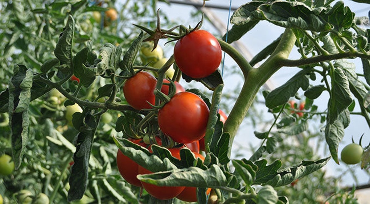 Kaffeesatz im Garten verteilen – warum Ihre Tomaten plötzlich größer wachsen - image 1
