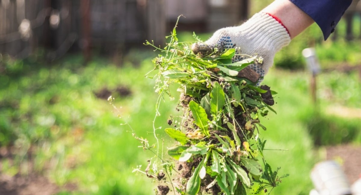 Kartoffelschale als Unkrautvernichter – die grüne Alternative für den Garten - image 2