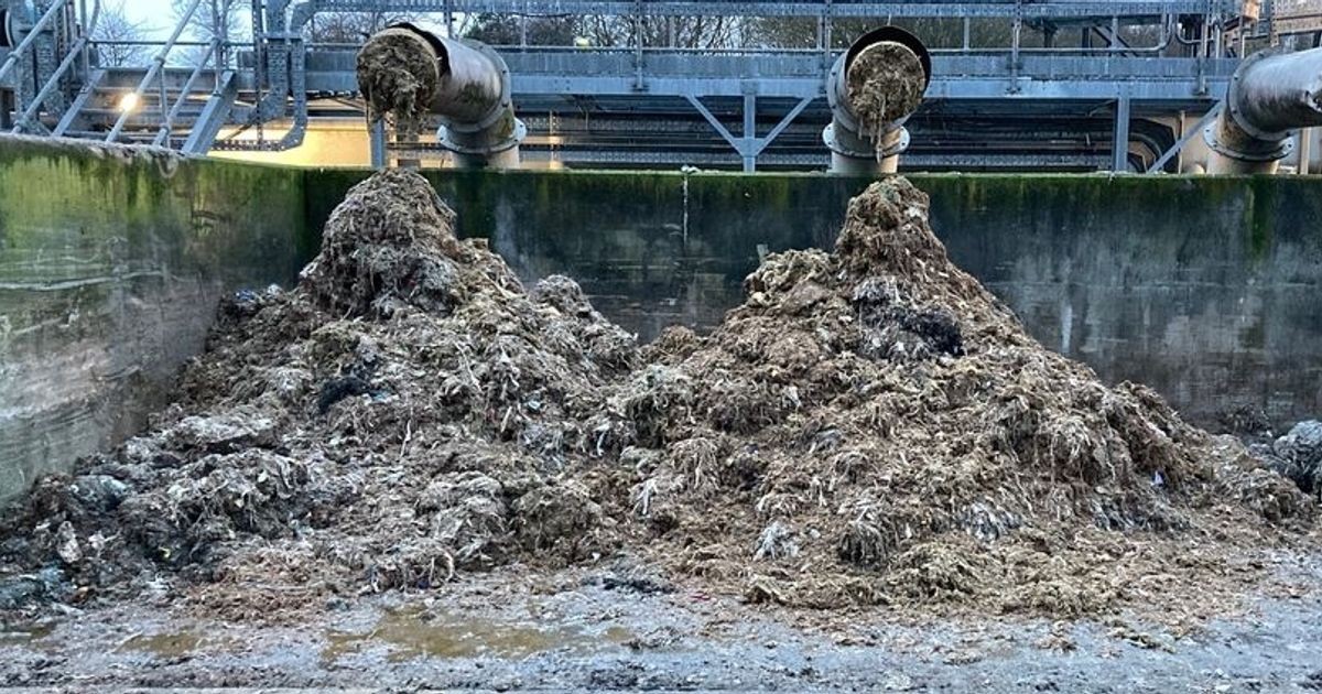 Klempner warnen: Diese 3 Dinge gehören niemals in die Toilette - image 1