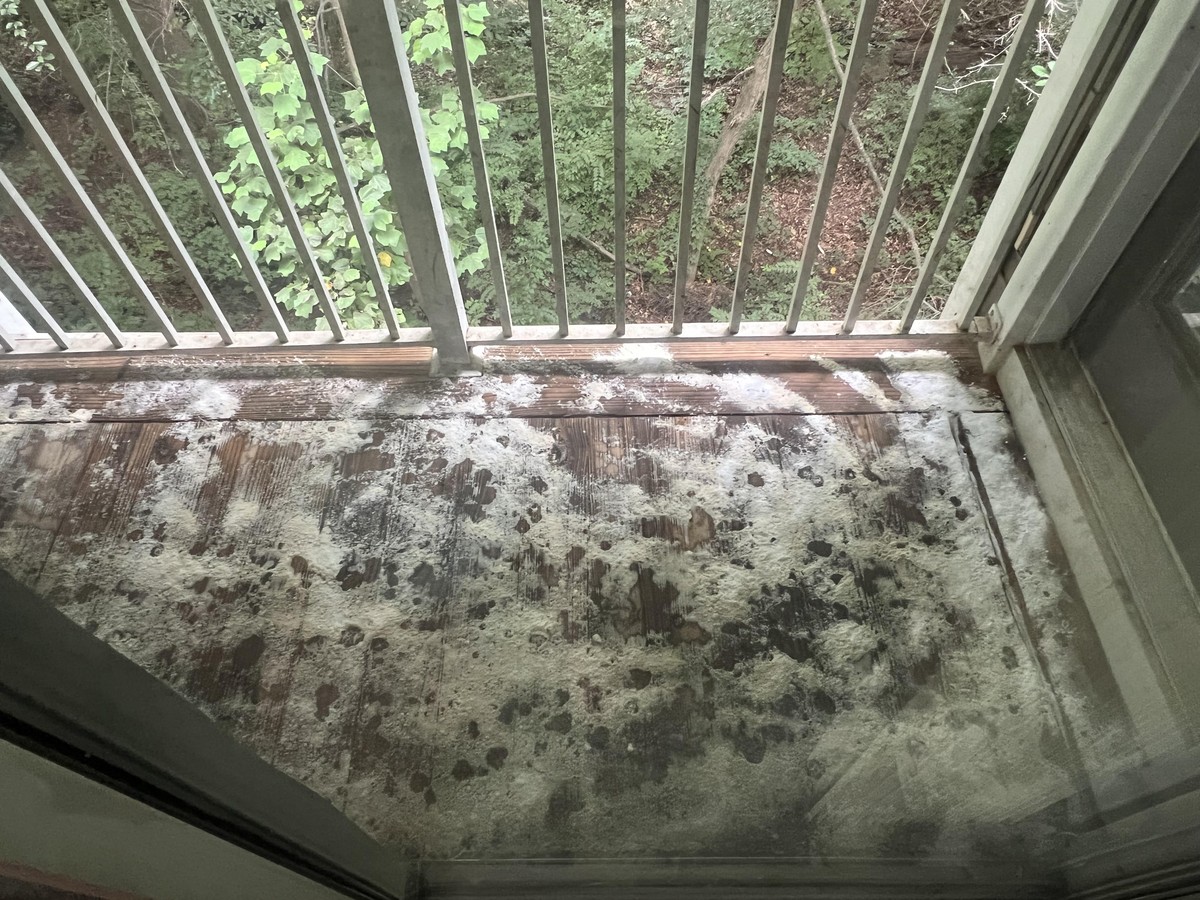 Natron auf dem Balkon streuen – das passiert mit Ihren Pflanzen - image 1