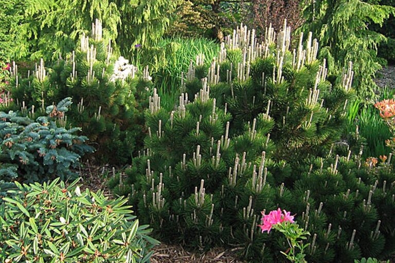 Salzwasser für Zimmerpflanzen: Wie Sie Schädlinge in 48 Stunden vernichten