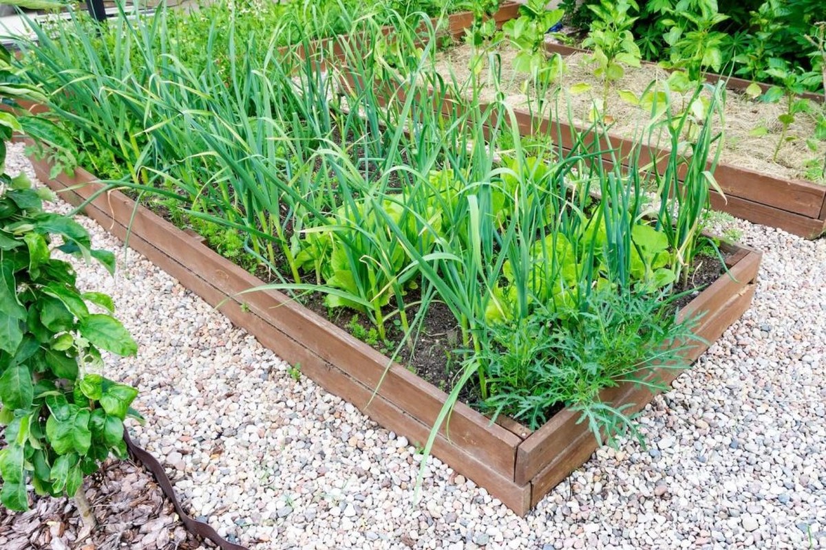 Warum Profigärtner immer Knoblauch neben Rosen pflanzen - image 1