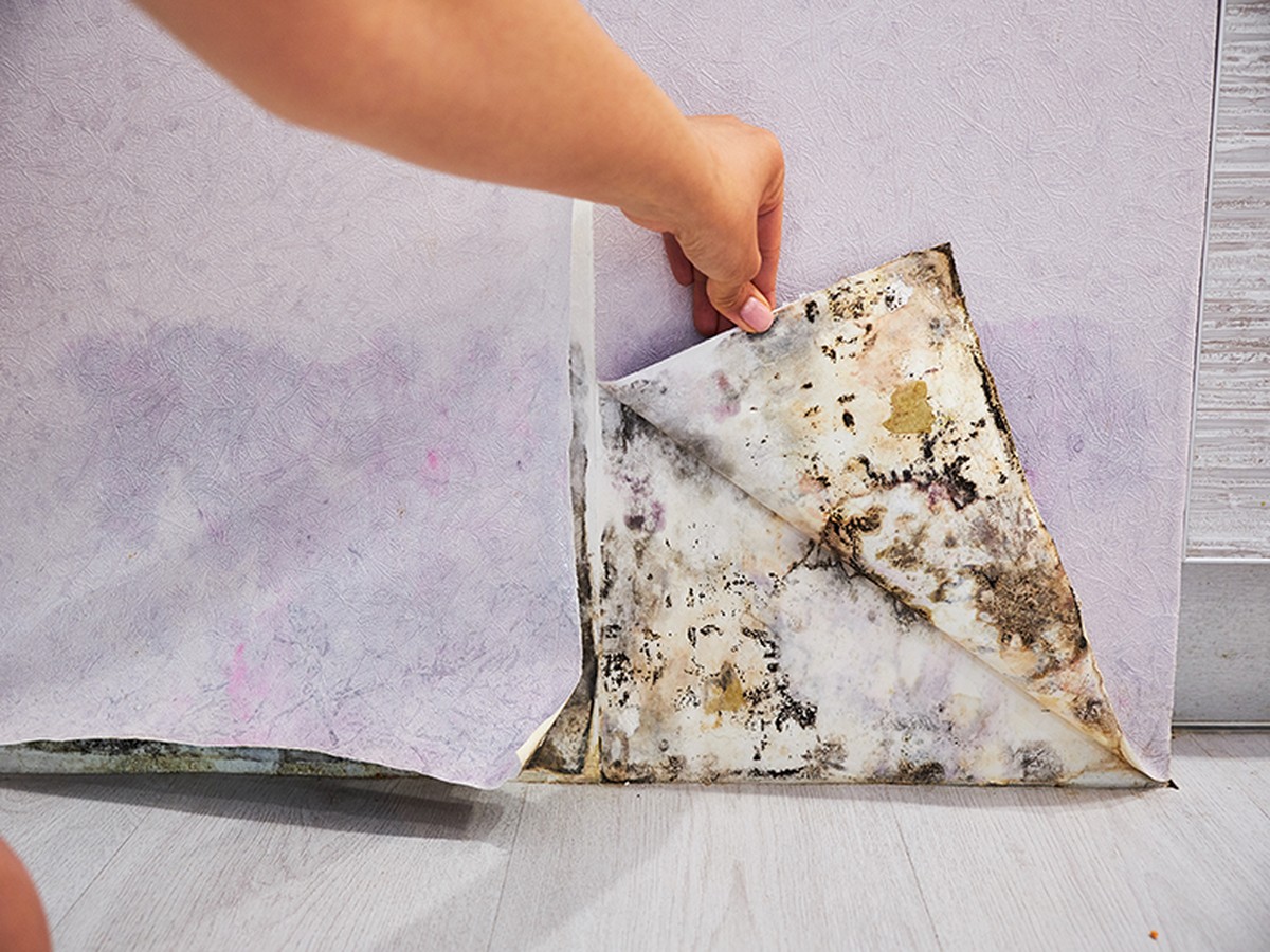 Zeitungspapier hinter die Tapete: Wie man Schimmel stoppt, bevor er sichtbar wird
