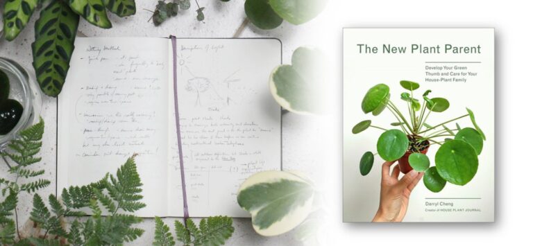 Zeitungspapier unter die Zimmerpflanze: Warum Floristen das immer machen