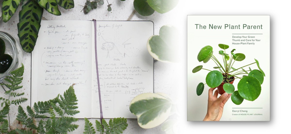 Zeitungspapier unter die Zimmerpflanze: Warum Floristen das immer machen