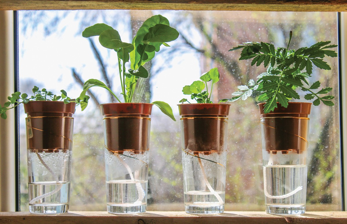 Zeitung unter den Blumenkübel legen – der alte Gärtner-Kniff für trockene Wohnungen - image 1