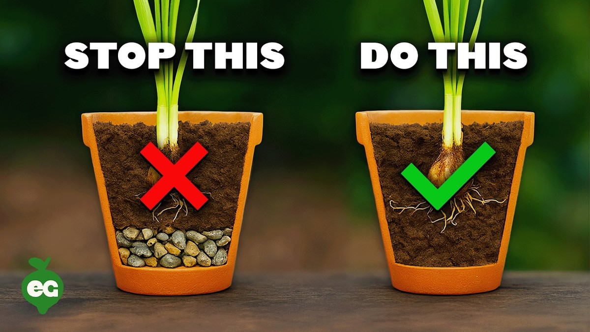 Zeitung unter die Blumentöpfe: Der vergessene Trick gegen Nässe