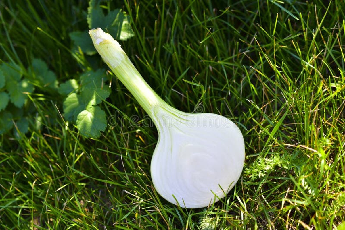 Zwiebelhälften im Garten pflanzen: Das Geheimnis gegen Schnecken - image 2