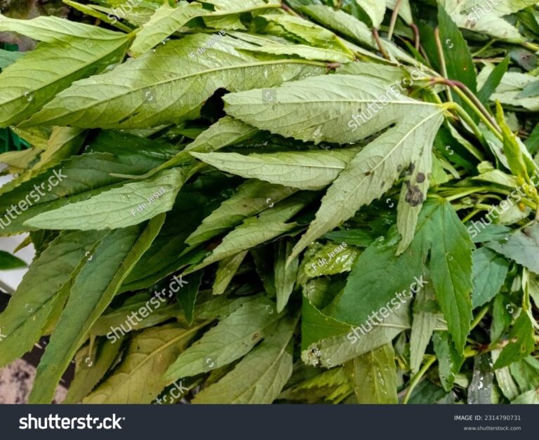 Essig im Gießwasser: Das natürliche Mittel gegen hartnäckige Kalkflecken auf Blättern