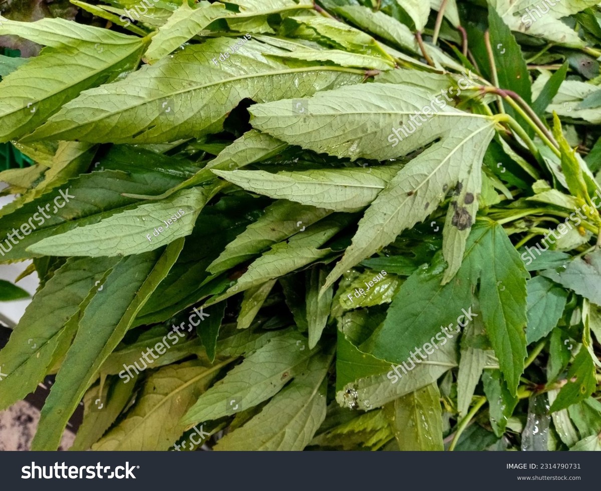 Essig im Gießwasser: Das natürliche Mittel gegen hartnäckige Kalkflecken auf Blättern