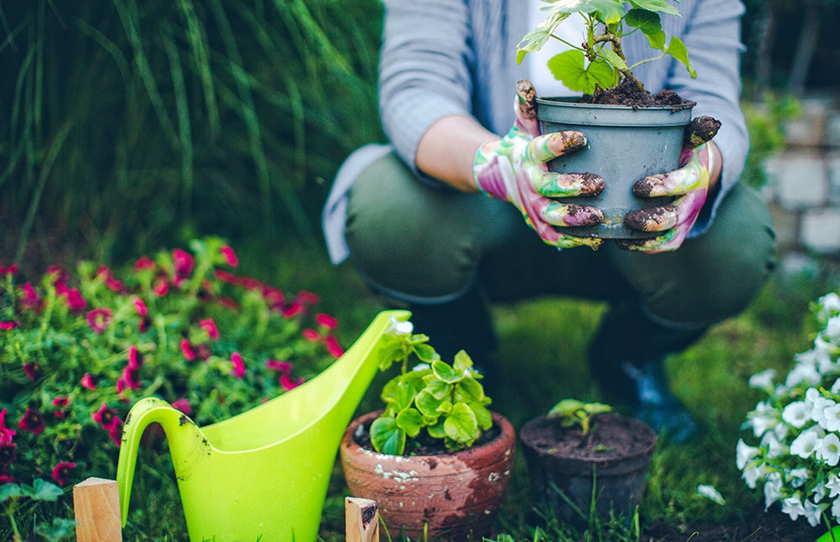 Essig in den Blumenerde: Warum Gärtner das jeden Frühling machen - image 2