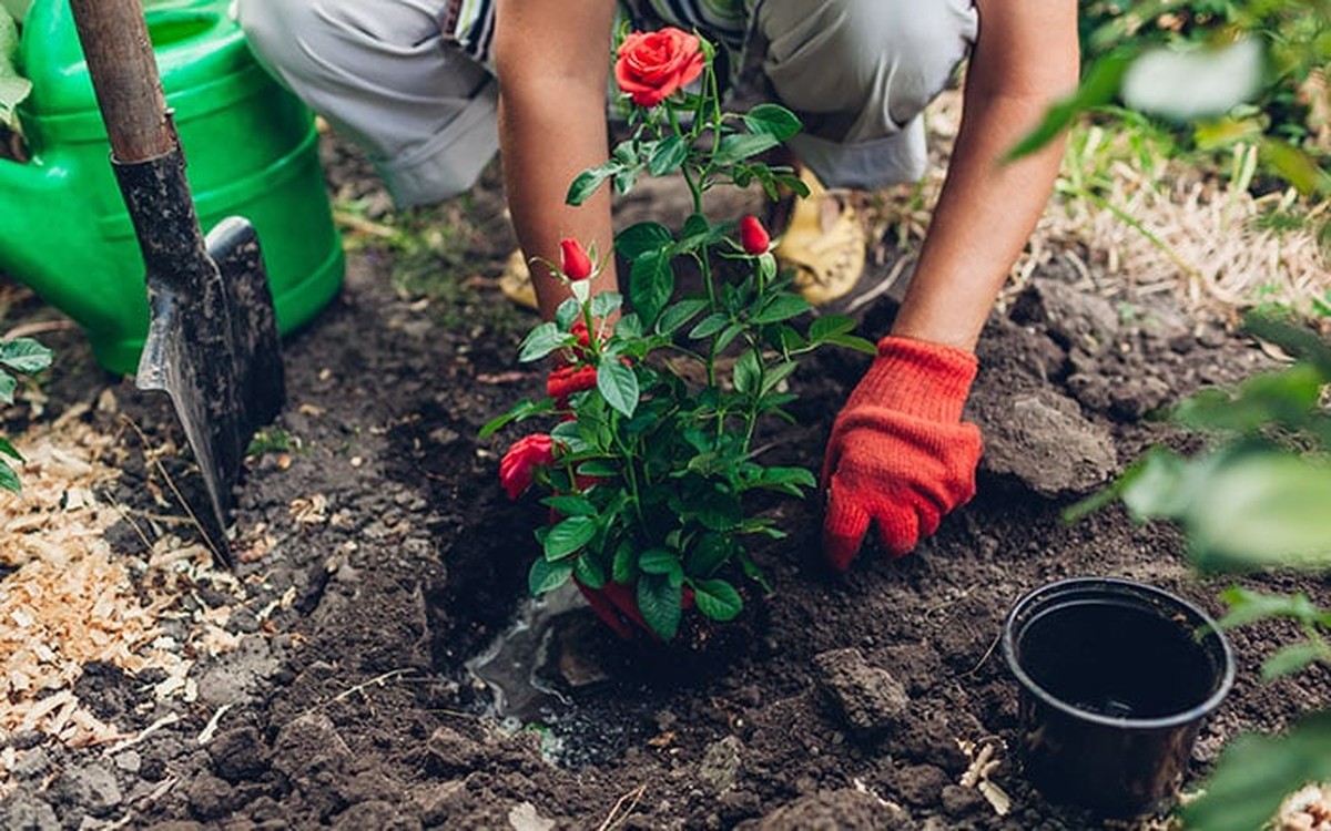 Gartenbaumeister verraten: Das ist die beste Zeit zum Umpflanzen von Rosen