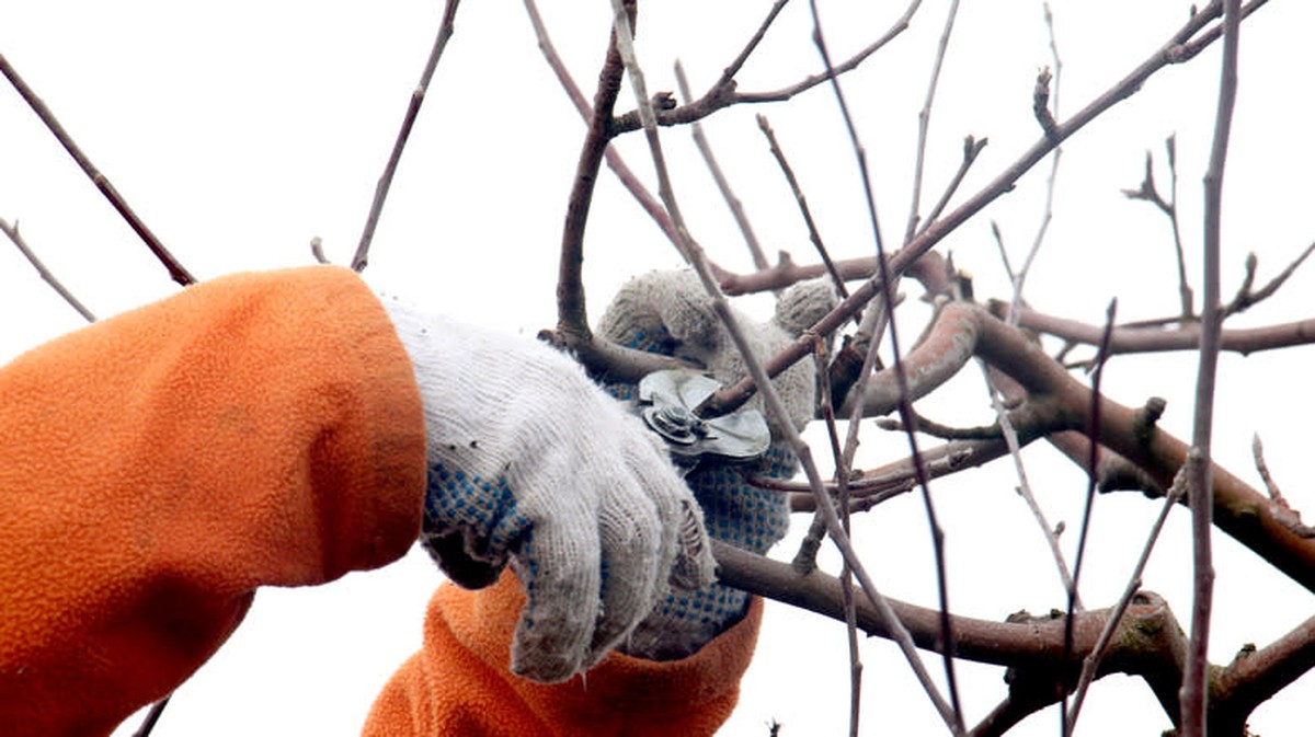 Gartenprofi verrät: Warum du deine Hecke im Februar schneiden solltest