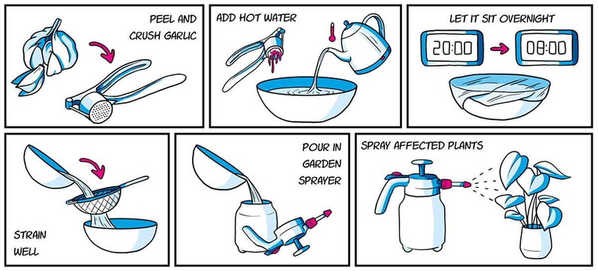 Gärtner enthüllen: Das eine Kraut gegen alle Blattläuse im Hochbeet - image 1