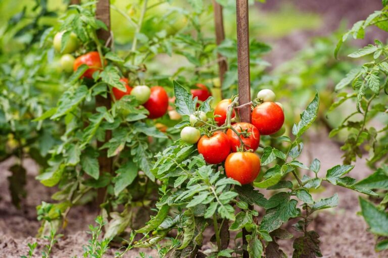 Gärtner verraten: Das eine Geheimnis für perfekte Tomaten