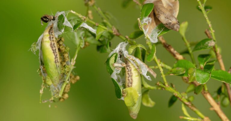 Gärtner warnen: Diese eine Pflanze lockt Schädlinge in jeden Garten