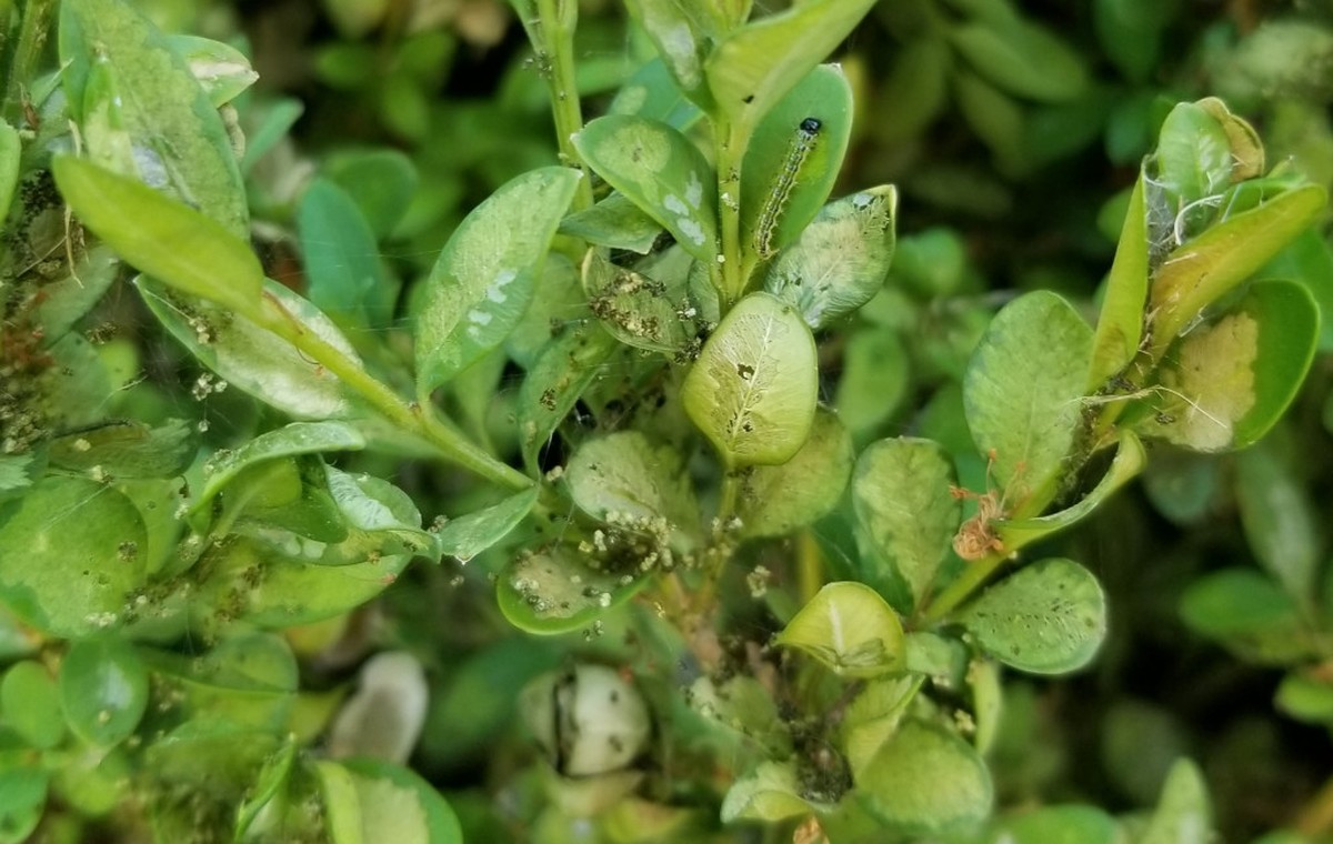 Gärtner warnen: Diese eine Pflanze lockt Schädlinge in jeden Garten - image 1