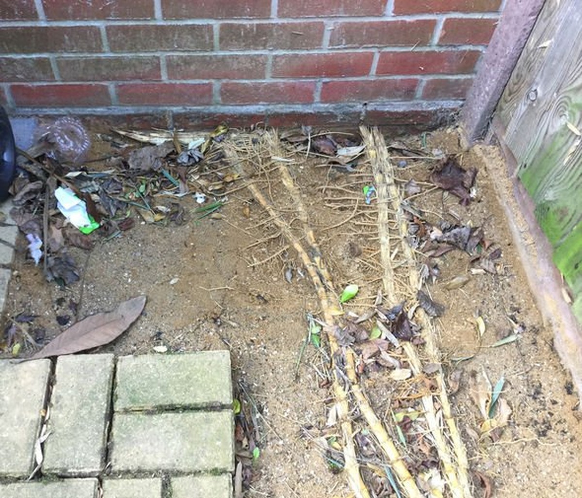 Gärtner warnen: Diese eine Pflanze zerstört Ihre Drainage dauerhaft - image 1