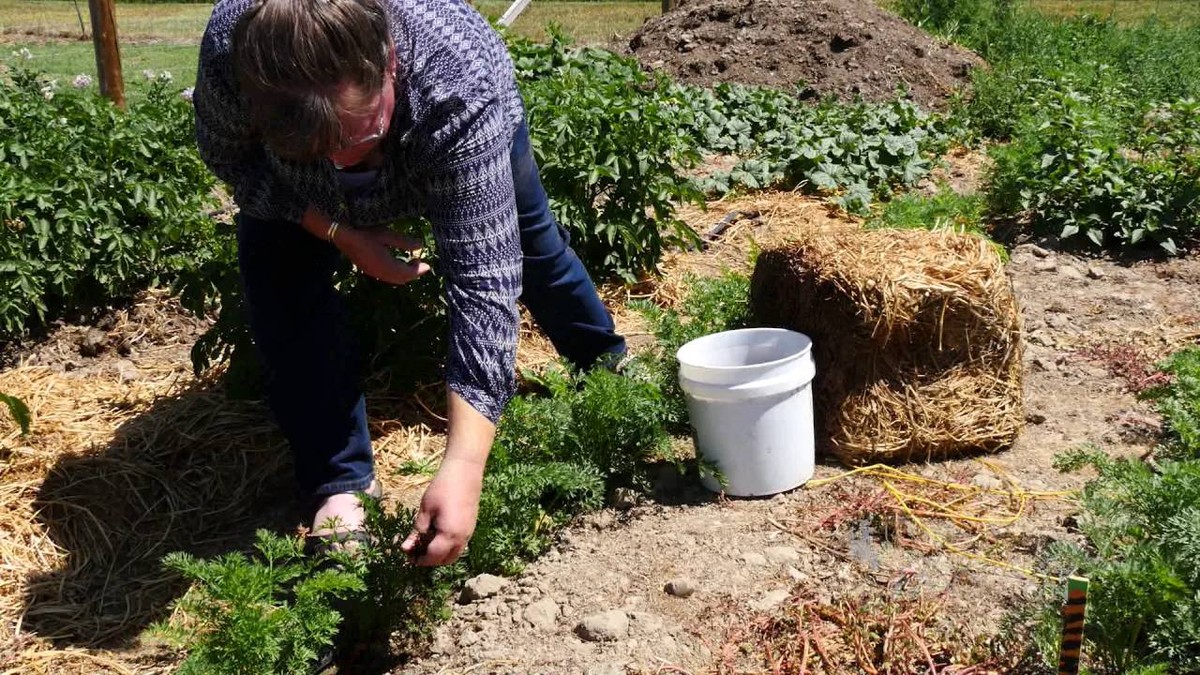 Kaffeesatz als Dünger im Garten – Die versteckte Goldgrube unter Ihrer Espressomaschine - image 2