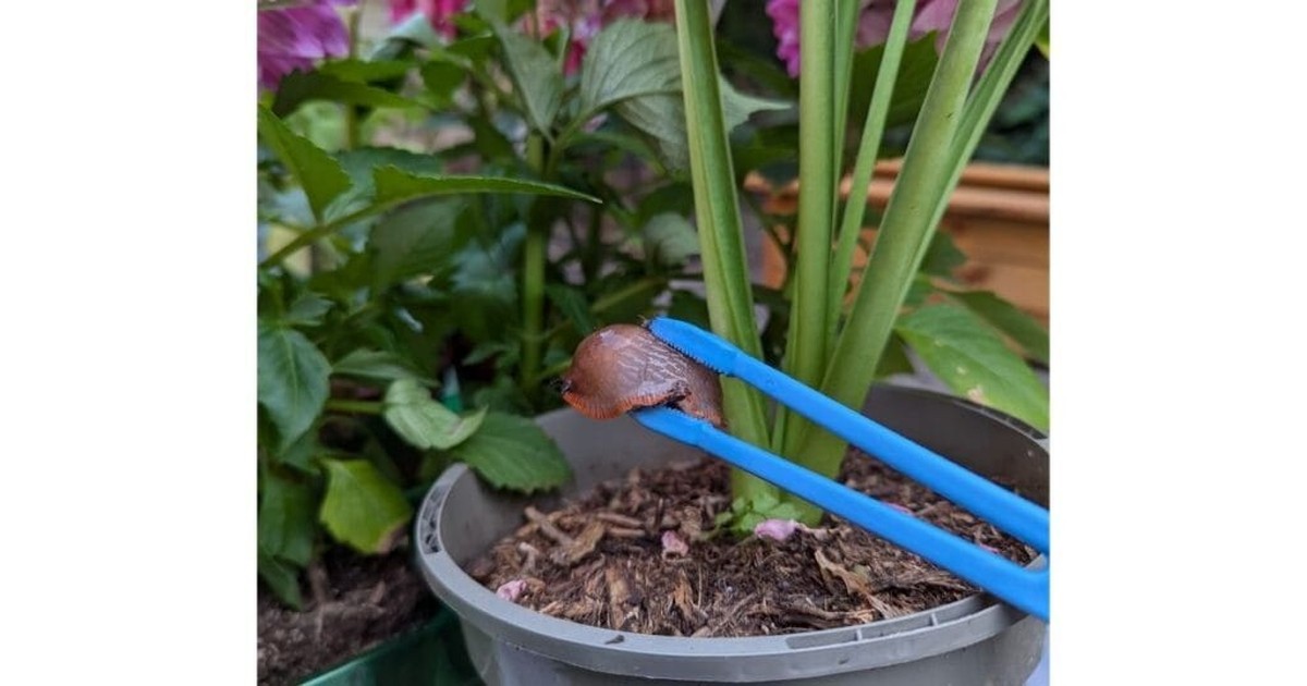 Kaffeesatz auf dem Balkon: Warum Schnecken plötzlich verschwinden - image 2