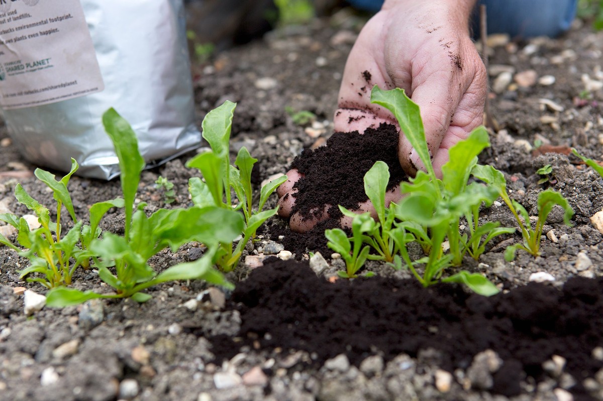 Kaffeesatz im Blumentopf: Das geheime Düngemittel, das Gärtner kennen